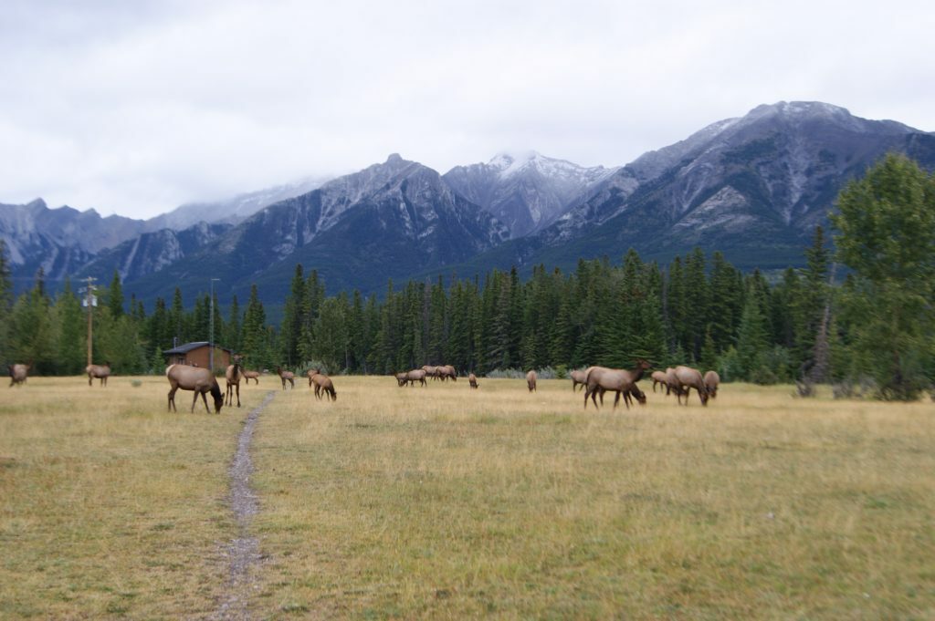 elk