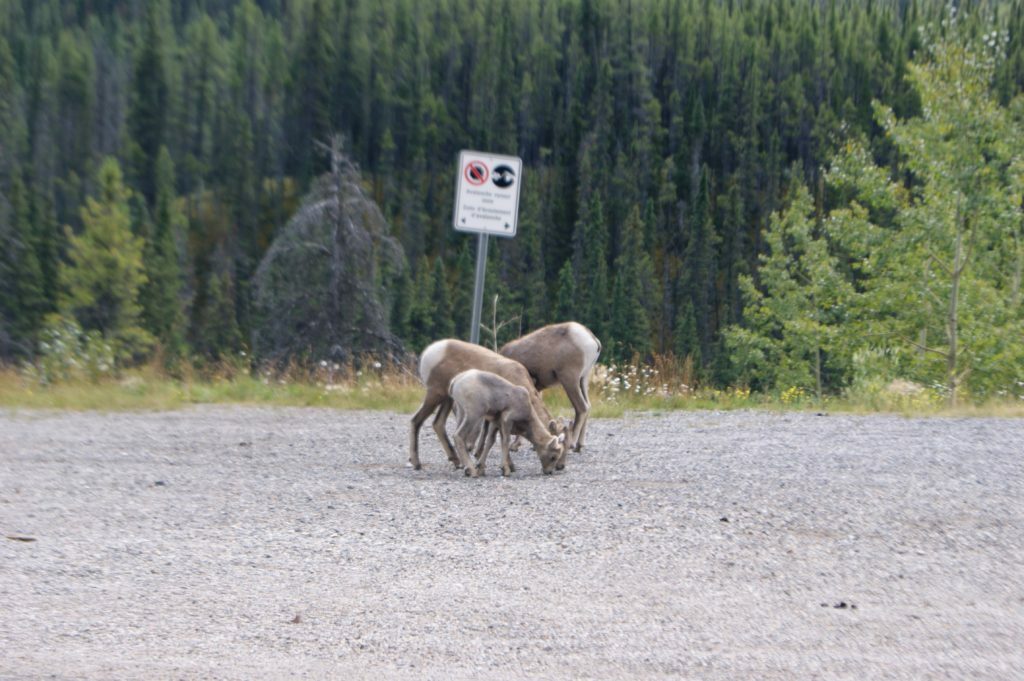 big horned sheep